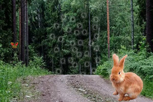 小兔子逃出森林